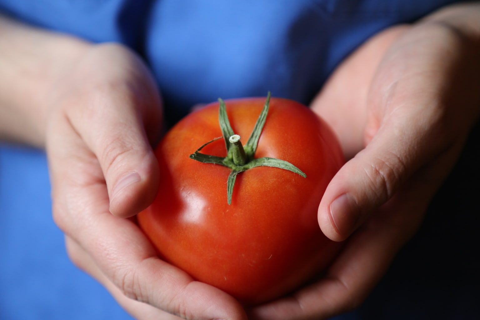 Person holding large red tomato