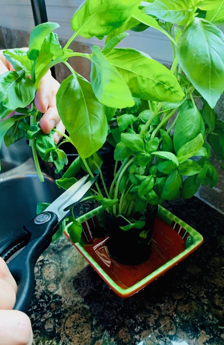 Clipping basil with kitchen shears