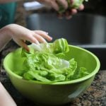 child preparing bib lettuce