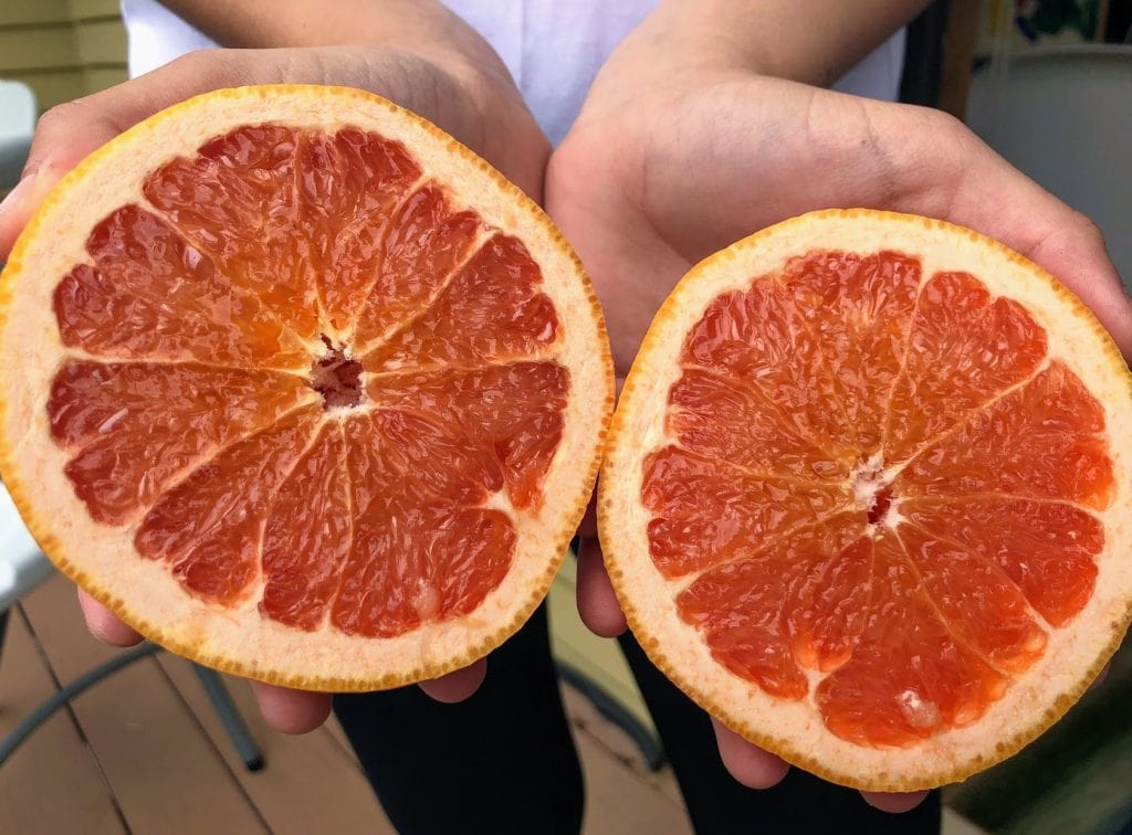 Child holding grapefruit cut in half