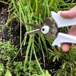 clipping fresh chives in garden using child's kitchen snippers