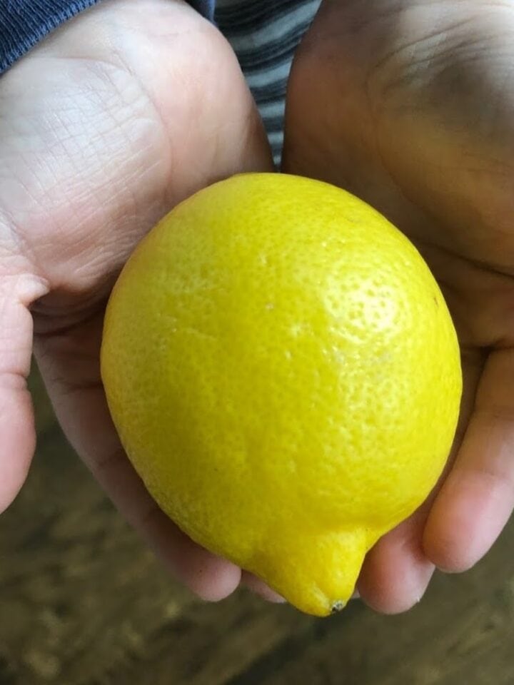 child holding whole lemon