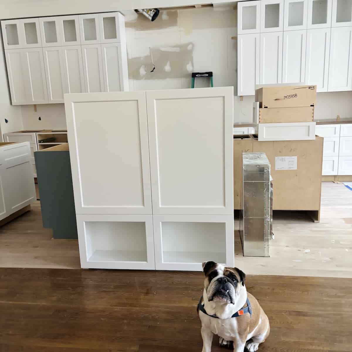 Bulldog sitting in front of kitchen renovation.